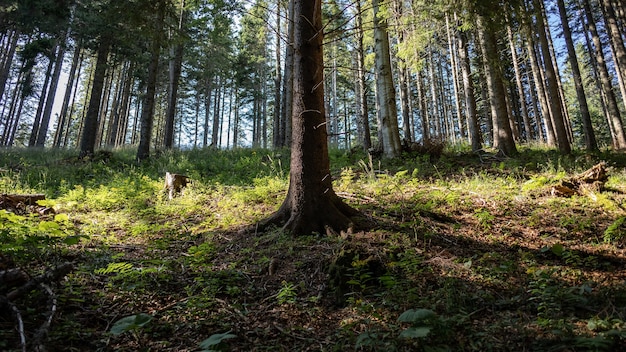 Adembenemend uitzicht op een geweldig bos met veel bomen