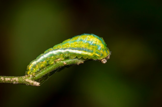 Caterpillar insect