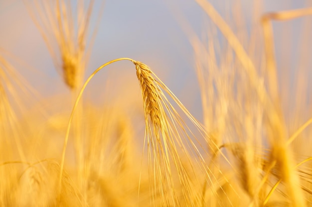 Afbeelding van tarweveld met blauwe lucht zomerdag