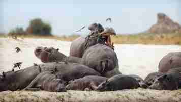 Gratis foto afrika nijlpaard amphibius