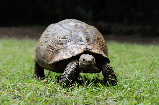Afrikaanse aangespoorde schildpad in het gras
