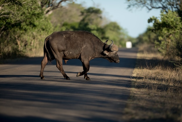 Afrikaanse buffels die de weg met een vage achtergrond kruisen