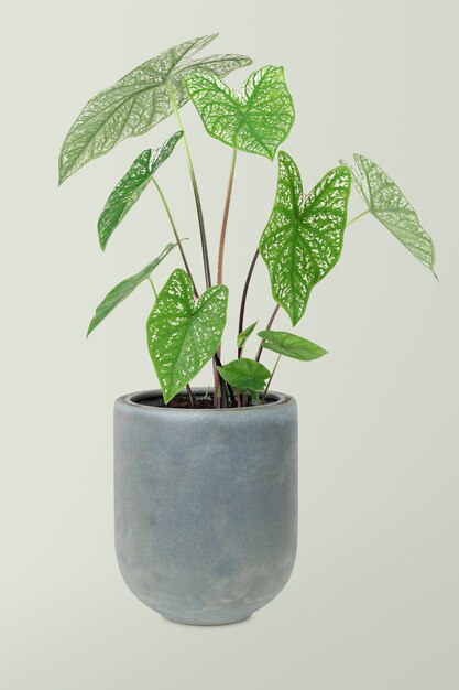 Afrikaanse maskerplant in een pot