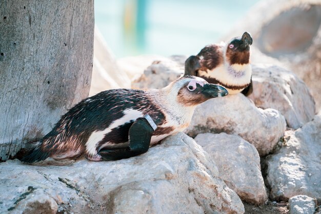 Afrikaanse pinguïn die zich na het zwemmen op de rots bevindt. afrikaanse pinguïn (spheniscus demersus) ook bekend als de jackass-pinguïn en zwartvoetpinguïn.