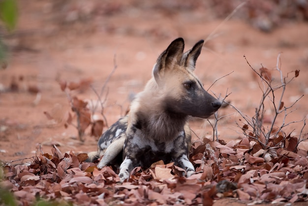 Afrikaanse wilde hond die op de grond met een vage achtergrond rust