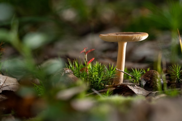 Agaricuspaddestoel en gras