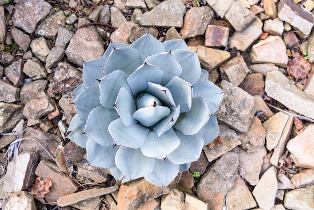 Agave parryi close-up