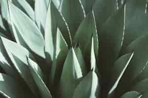 Gratis foto agave parryi close-up