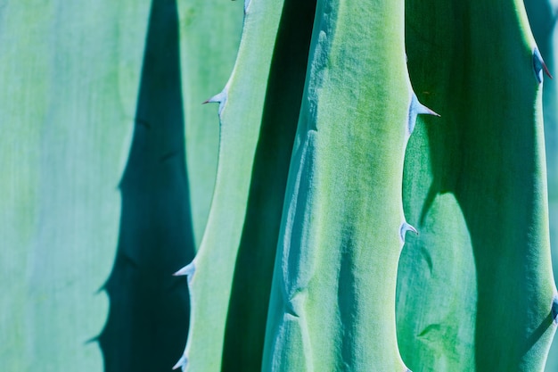 Agave verlaat close-ups selectieve aandacht natuurlijke achtergrond of behangidee natuurlijk landschap het idee van plantenteelt in stadsparken