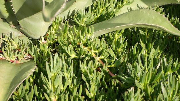 Agavebladeren, botanisch sappig tuinieren in californië, vs. yucca, eeuwse plant of aloë.