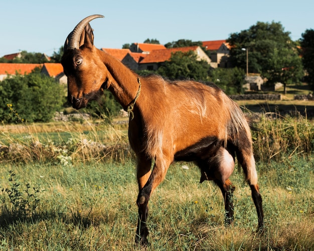 Gratis foto agressieve geit die zich op een weide bevindt