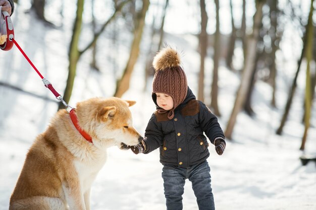 Akita-inu haalt iets uit de hand van de kleine jongen in een winterpark