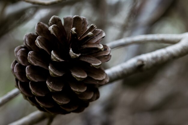 Aleppo Pine Cone, open en al zijn zaden hebben vrijgegeven