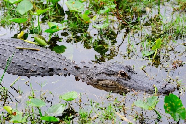 Alligator close-up in wild