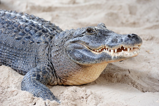 Gratis foto alligator close-up op zand