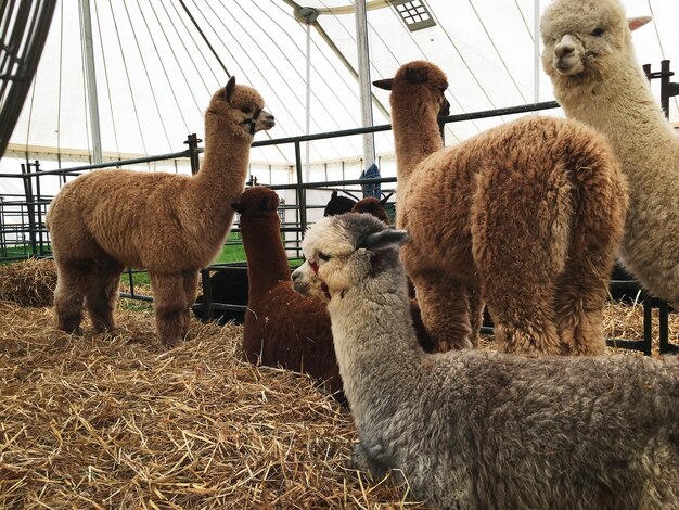 Alpaca&#39;s in een stal