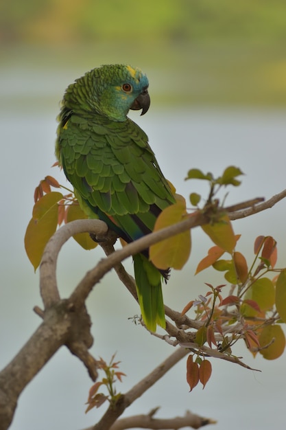Gratis foto amazone-papegaai met turkooisvoorhoofd in het wild