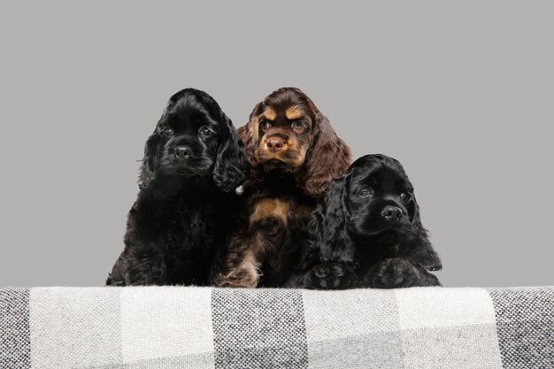 Amerikaanse cocker spaniel pups poseren. Leuke donkerzwarte hondjes of huisdieren die op grijze achtergrond spelen.