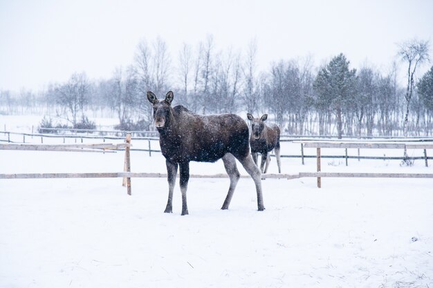 Amerikaanse elanden staan in een besneeuwd veld in het noorden van Zweden