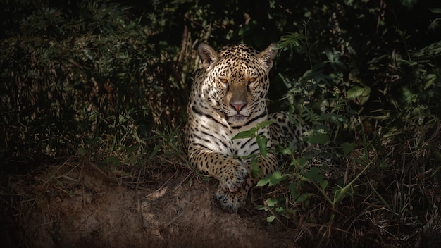 Amerikaanse jaguar in de natuurhabitat van de Zuid-Amerikaanse jungle