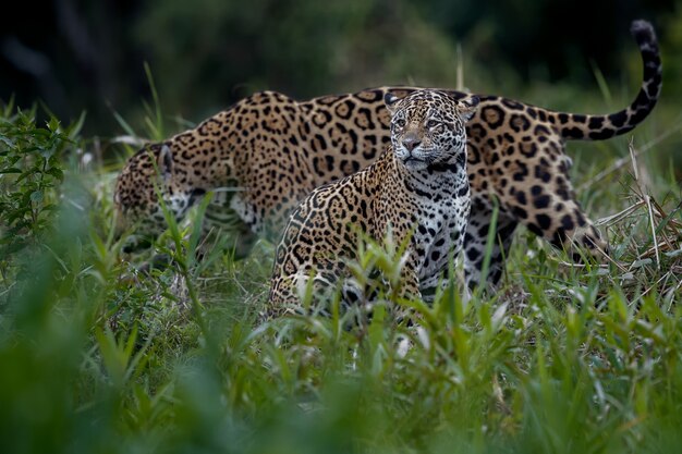 Amerikaanse jaguar in de natuurhabitat van de Zuid-Amerikaanse jungle