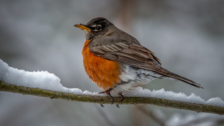 Gratis Foto amerikaanse robin op een sneeuwtak