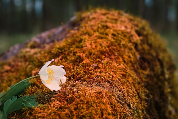 Anemone nemorosa op een steen bedekt met mos lente bos in de stralen van de zonsondergang fel oranje kleur eerste witte lentebloemen close-up zachte selectieve focus banner idee