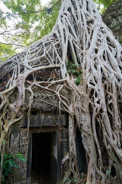 Angkor Wat Tempel en Bomen