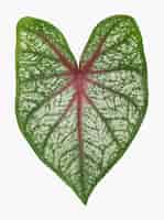 Gratis foto anthurium plant blad op witte achtergrond