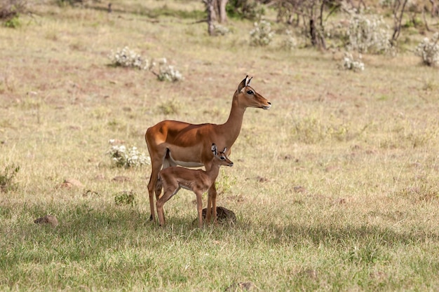Antilope en haar welp in de vlaktes