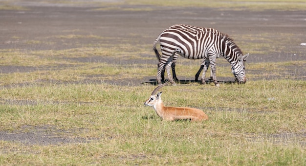 Antilope en zebra op gras