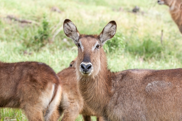 Gratis foto antilope op een achtergrond van gras