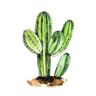 Aquarel cactus geïsoleerd op een witte achtergrond. het is perfect voor kaarten, posters, banners, uitnodigingen, wenskaarten, prints.