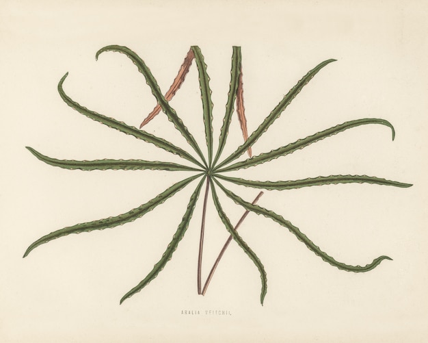 Aralia veitchii gegraveerd door Benjamin Fawcett