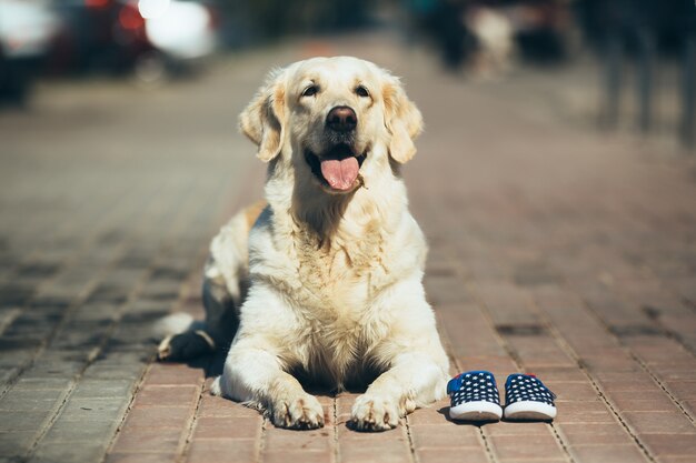 arme zwerfhond weg grappig