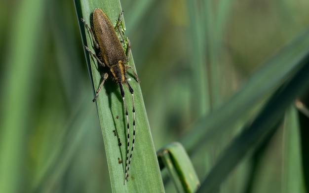 Gratis foto asphodel long horned beetle, agapanthia asphodeli, rustend op een blad.