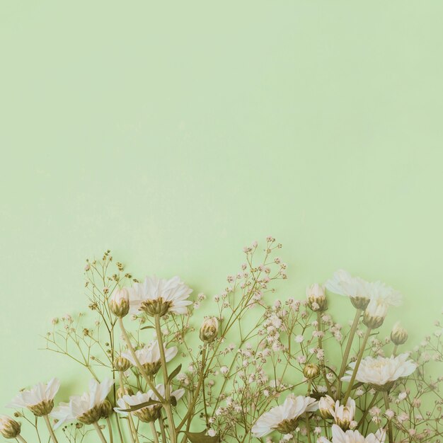 Aster en baby&#39;s-adem bloemen aan de onderkant van de groene achtergrond