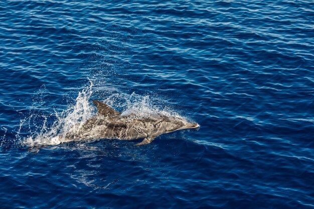 Atlantische gestreepte dolfijnen in de buurt van het eiland Azoren. Dolfijn in de oceaangolven