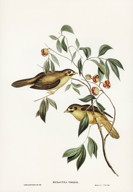 Australian Bell Bird (Myzantha melanophrys) geïllustreerd door Elizabeth Gould