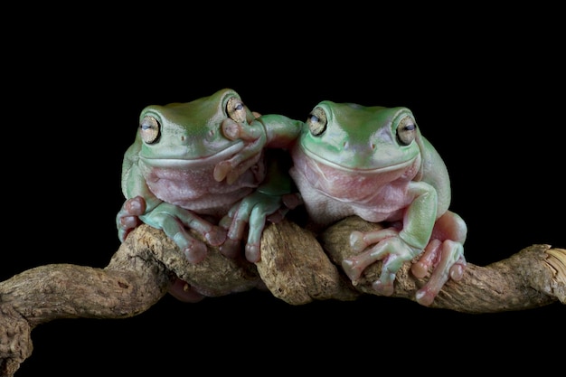 Gratis foto australische boomkikker op tak dumpy kikker op tak met zwarte achtergrond