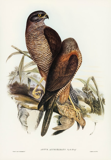 Australische havik (astur approximans) geïllustreerd door Elizabeth Gould