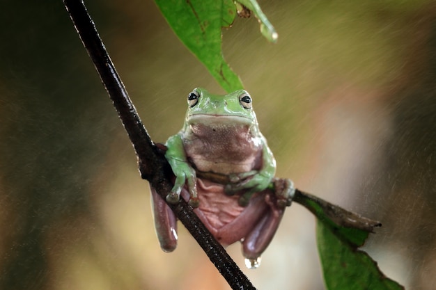 Gratis foto australische witte boomkikker op boom