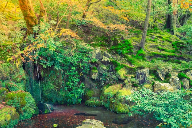 Autumn forest river (gefilterde afbeelding met verwerkte vintage effe