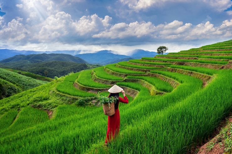 Gratis Foto aziatische vrouw die traditionele vietnam-cultuur draagt bij rijstterras van ban pa bong piang in chiangmai, thailand