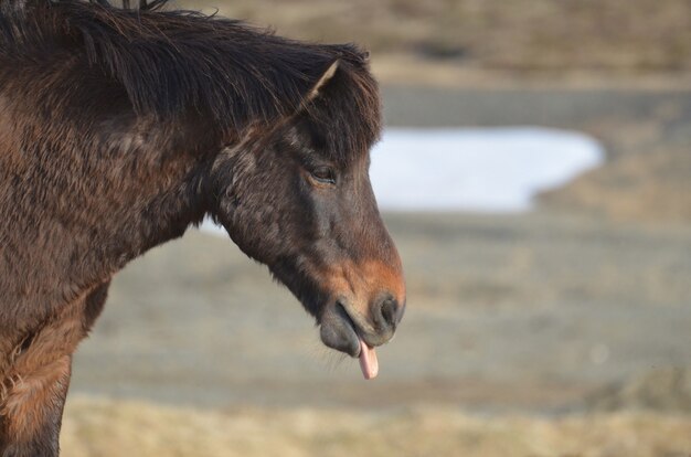 Baai IJslands paard met zijn tong uitsteekt.