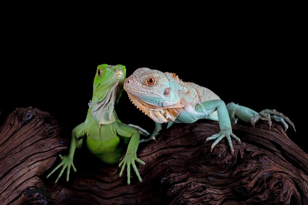 Baby blauwe en groene leguaan close-up op hout Blue Iguana Grand Cayman Blue Iguana Cyclura Lewisi