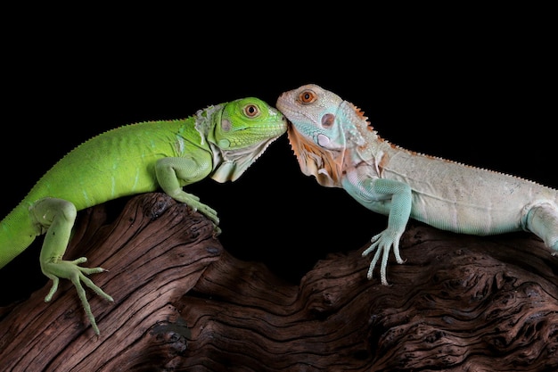 Gratis foto baby blauwe en groene leguaan close-up op hout blue iguana grand cayman blue iguana cyclura lewisi