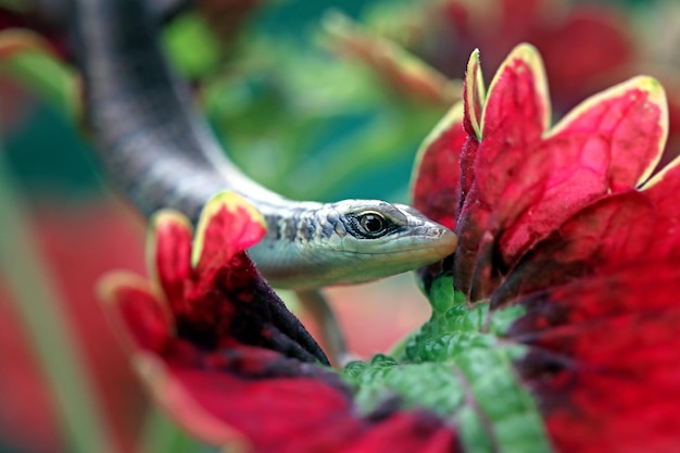 Baby olijfboom skink dasia olivacea op bladeren