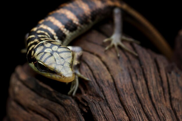 Baby Olive tree skink cloup op hout met zwarte achtergrond