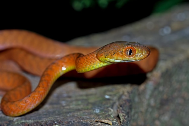 Gratis foto baby rode boigaslang op boom dierlijke close-up op tak